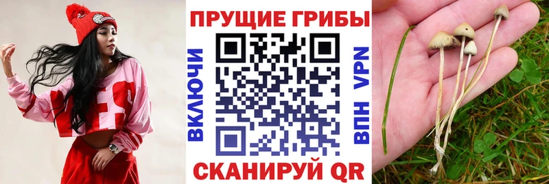 Псилоцибиновые грибы Magic Shrooms  Купить закладки  Рошаль 